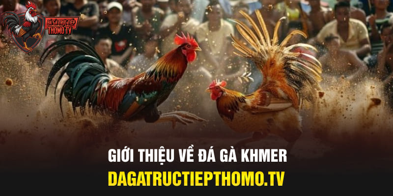 Giới thiệu về đá gà khmer