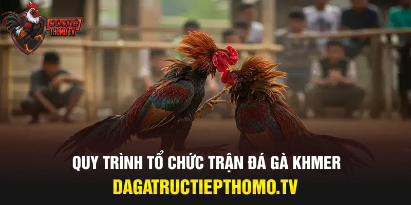 Quy trình tổ chức trận đá gà Khmer