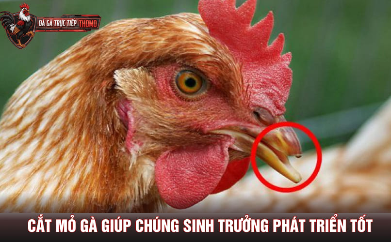 Cắt mỏ gà giúp chúng sinh trưởng phát triển tốt