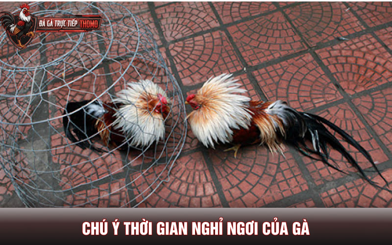 Chú ý thời gian nghỉ ngơi của gà cựa sắt khi chăm sóc