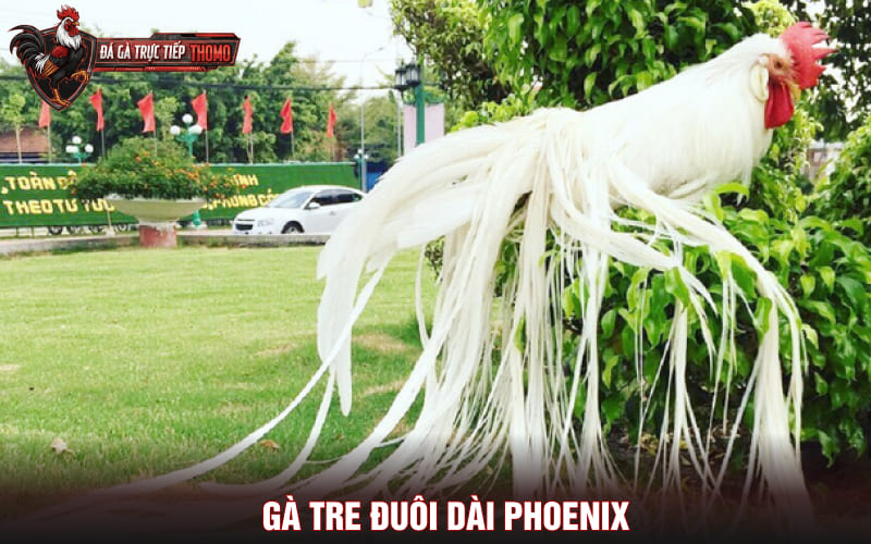 Gà tre đuôi dài là giống gà hiếm trên thế giới hiện nay
