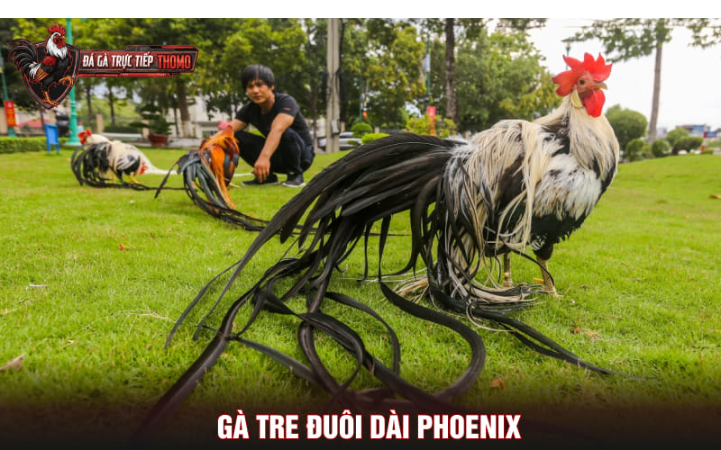 Gà tre đuôi dài Phoenix