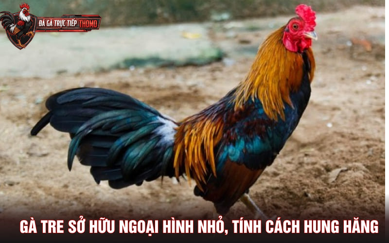 Gà tre sở hữu ngoại hình nhỏ, tính cách hung hăng