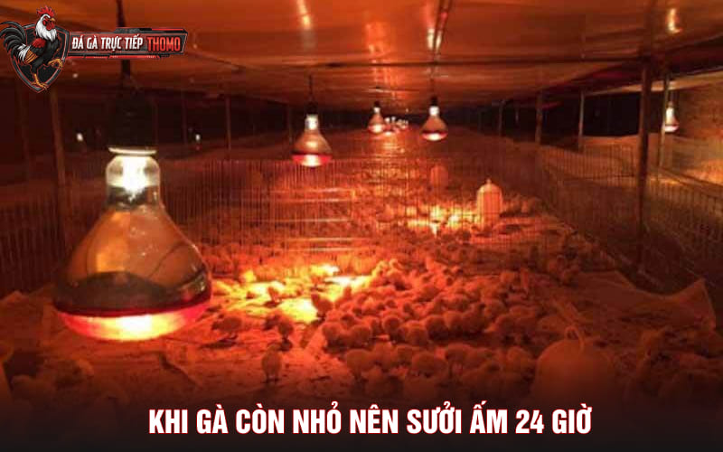 Khi gà còn nhỏ bạn nên sưởi ấm 24/24