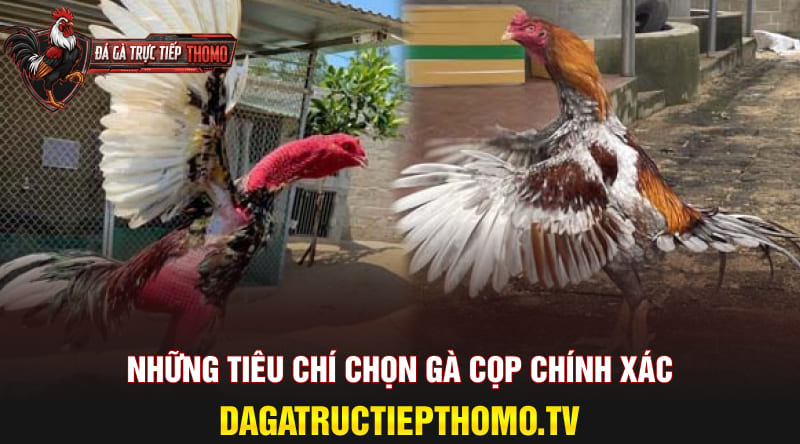nhung tieu chi chon ga cop chinh xac 1
