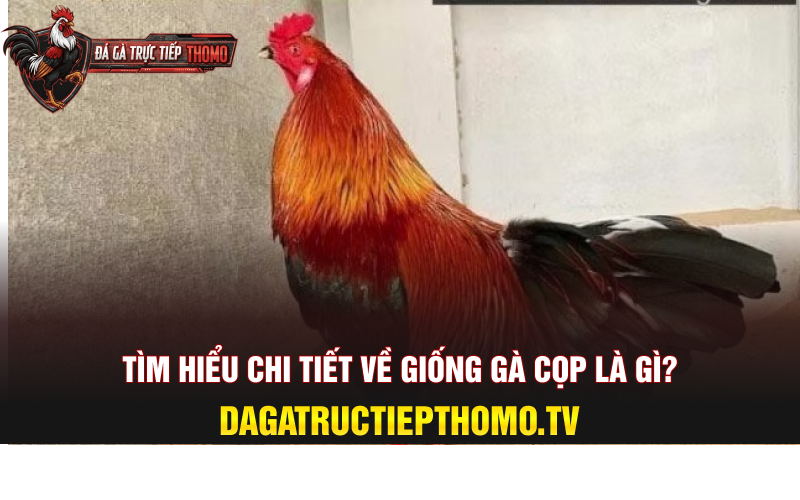 Tìm hiểu chi tiết về giống gà cọp