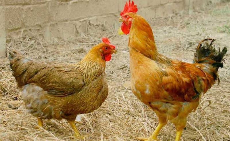 Các bệnh liên quan đến hô hấp ở gà