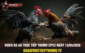 Video đá gà trực tiếp thomo CPC2 ngày 13/04/2026