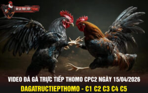 Video đá gà thomo truc tiep CPC2 ngày 13/04/2026