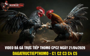 Video đá gà trực tiếp thomo CPC2 ngày 21/04/2026