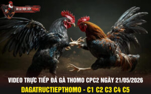 Video trực tiếp đá gà thomo CPC2 ngày 21/05/2026