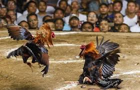 trực tiếp đá gà Thomo WINVN